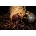 Escarabajo rinoceronte africano (larva) -oryctes owariensis